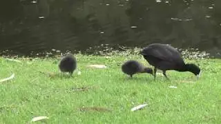 Cute, fluffy Coot chicks feeding on the lawn with their parent bird