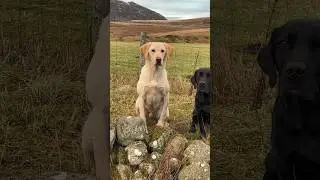 Labrador Retriever Gundogs #dogtraining #gundogtraining #pegdog