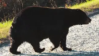 MASSIVE Black Bear in Alligator River National Wildlife Refuge!