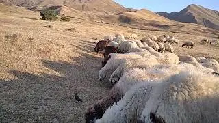BİR KÖPEĞİMİZ KAYIP VE ÖNEMLİ BİR AÇIKLAMA.. ...