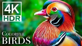 The Most Colourful Birds You 'll Ever See In 4K - Birds Sound in the Forest🕊️🕊️🦜🐦🦜🦜