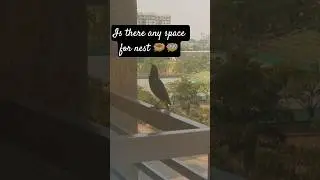 Is there any space for nest 🪹🪺 #animals #birds #animals #nature