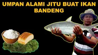 4 Umpan Alami Jitu Buat Ikan Bandeng Liar Di Tambak Maupun Di Laut