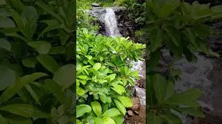 #pavagadh #nature