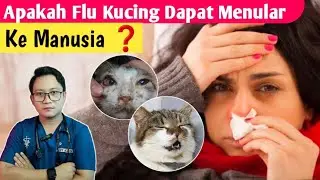 CAT FLU CAN BE TRANSMITTED TO HUMANS ❓