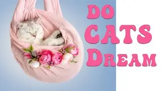 Do Cats Dream? Unveiling the Feline Fantasy!
