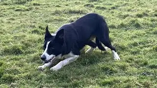 Mac (14 months old) Lot 84 Dolgellau online 13/11/24