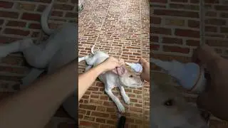 Pet Ear Cleanser by Cassiel Pet