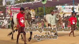 రెంటచింతల సీనియర్స్ 9వ.పెరుమాళ్ళ శివకృష్ణ యాదవ్, కల్లూరు,YSR జిల్లా(🐅నల్ల చిరుతలు🐅)...