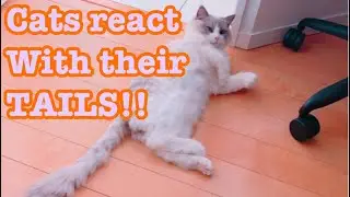 CAT LOVERS SHOULD KNOW: My Ragdoll cats reply by wagging their tail 【cute adorable animals】