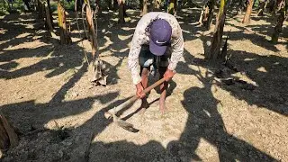 OMAR BD  is live banana garden agriculture 😱🔪
