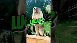 Marmota Gritando LUCAS