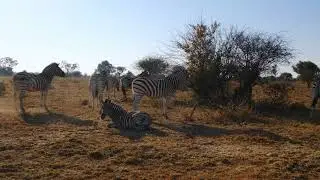 Zebra Walking Wild Animal || United Entertainment
