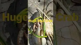 Huge mud crab in fishpond.       Wath the full video.