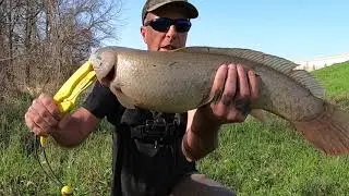 Bowfin Fishing After The Rain