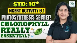 NCERT Class 10 Activity 6.1: Photosynthesis Secret | Chlorophyll Really Essential?
