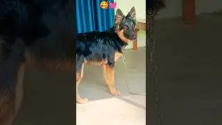 German shepherd 🐕&zwj;🦺🥰 #viral #germanshepherd #loyaldog #ytshorts #dog 💯💗