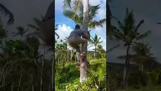 Falling from a coconut tree.