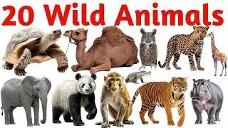 20 Wild Animals Name with Pictures | Fun Learning Video for Kids, Toddlers & Preschool