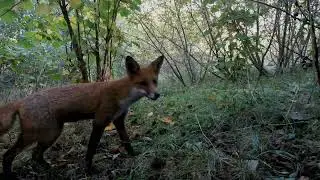 Naturehood 2024  Video Review Review Finale