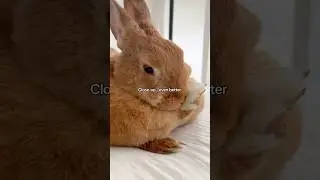 Can we all agree this bunny is perfect? 🐇 💅 #rabbitsofyoutube  #petsofyoutube