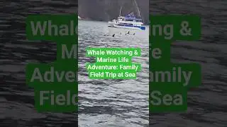 Whale Watching & Marine Life Adventure: Family Field Trip at Sea