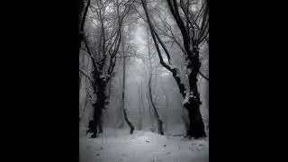 Cold Forest