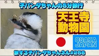 ※256子パンダちゃんの5分旅行　 「大阪天王寺動物園 編」　-大阪　日本🇯🇵-【旅する子パンダちゃんネル】