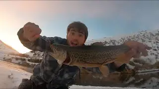 Tiger Trout Fishing Deep In the Mountains