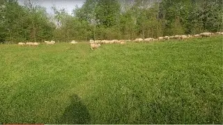 Sorting Out Some Cull Ewes And A Few More Lambs