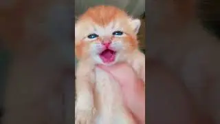 Gato filhote chorando #shorts  #viral #funny #cat