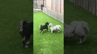 Meet Mabel and Daisy!