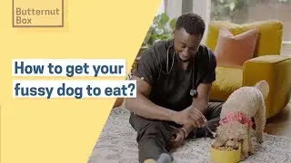 How to get your fussy dog to eat
