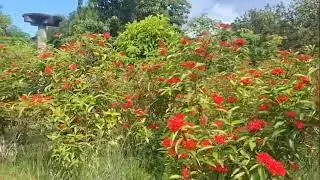 Rajabhatkhawa butterfly flower garden & sanctuary  ( Alipurduar ) .....
