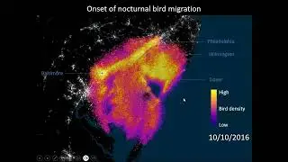 Even More Recent Discoveries About Migratory Bird Ecology Using Radar and Telemetry
