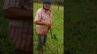Velho bravo