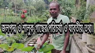 জল পদ্ম গাছের পরিচর্যা |। How to care water lily & lotus || All about growing tips and care: