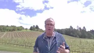 2019 Balcombe Vineyard, Block 1B Pinot Noir