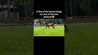 I think they approve of all our hard work😆#rescuefarm #rescuehorses