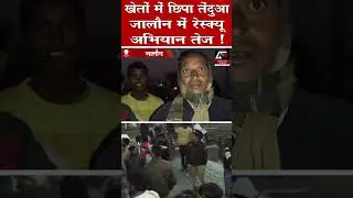 खेतों में छिपा तेंदुआ जालौन में रेस्क्यू अभियान तेज ! | News Time Nation
