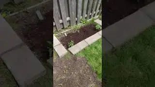 Kareem - Made a garden in 2 hours