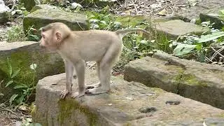 Funny baby monkey Rojo reactions make other monkeys angry and got attacked