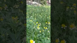 Nature is healing 🌱🌼 #nature #wildlife #travel#trip#healing #sequoia #california