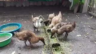 Rekomendasi pakan Bebek hemat dan anti boros !! Wow mantap sekali 