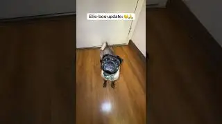 She got over her stomach bug. 🙏🙌 #fyp #pug #pugs #fypシ