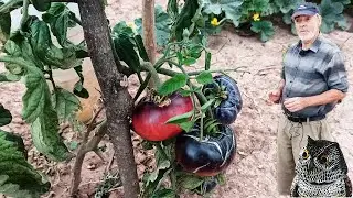 Cultivo de TOMATES AZULES