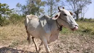 cow climb the trees