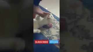 I want To Play With You'r Feet | #cute #cats #youtubeshorts #shorts
