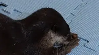 Cute otter Asa is so docile today.