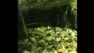 Platydora Fish  | Pez Platydora | Rafaelo de rayas